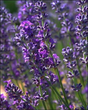 Lavender