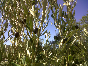 Olive tree